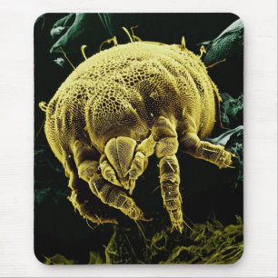 Microscopic Arthropod Acari Mite Lorryia Formosa Mouse Pad
