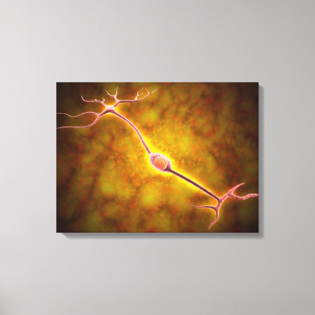 Microscopic View Of A Bipolar Neuron Canvas Print (Front)