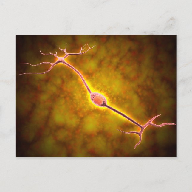 Microscopic View Of A Bipolar Neuron Postcard (Front)