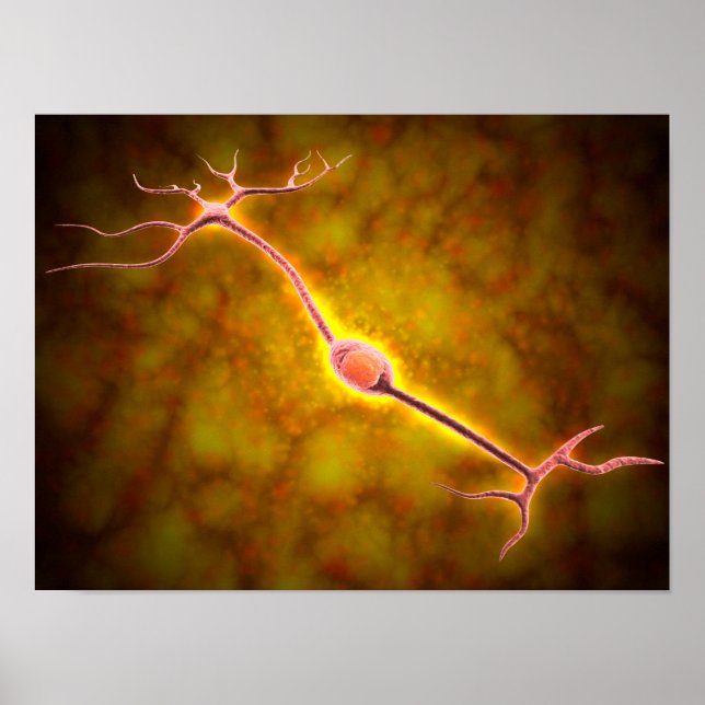 Microscopic View Of A Bipolar Neuron Poster (Front)