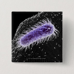Microscopic view of a helicobacter pylori cell 2 inch square button