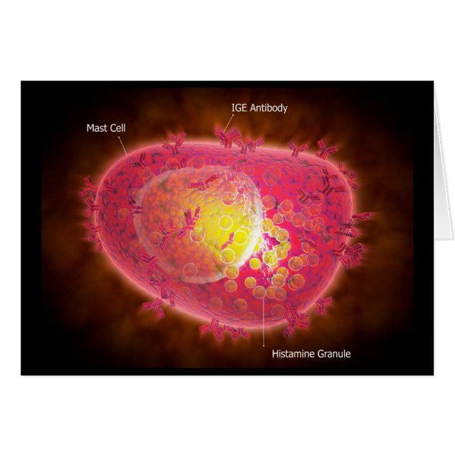 Microscopic View Of A Mast Cell (Front Horizontal)