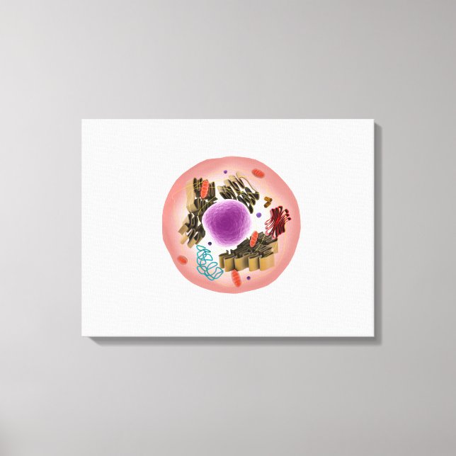 Microscopic View Of Animal Cell 1 Canvas Print (Front)