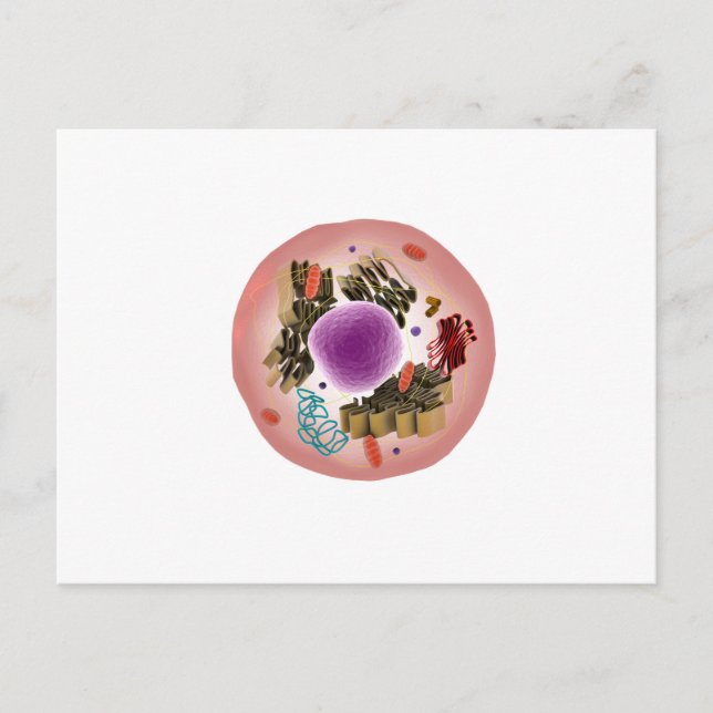 Microscopic View Of Animal Cell 1 Postcard (Front)