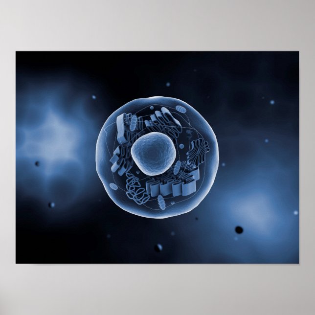 Microscopic View Of Animal Cell 3 Poster (Front)