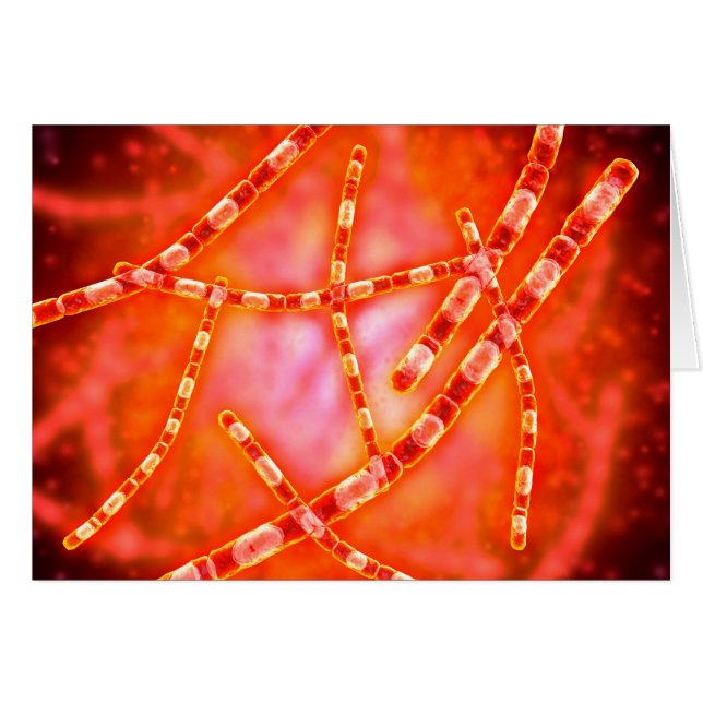 Microscopic View Of Anthrax 1 (Front Horizontal)