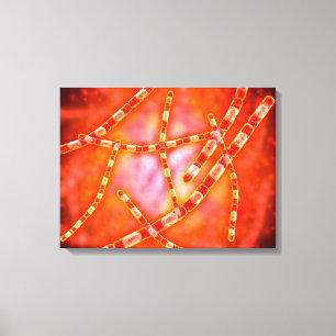 Microscopic View Of Anthrax 1 Canvas Print