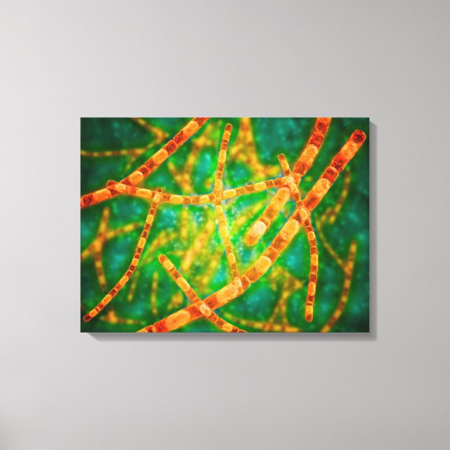 Microscopic View Of Anthrax 2 Canvas Print (Front)