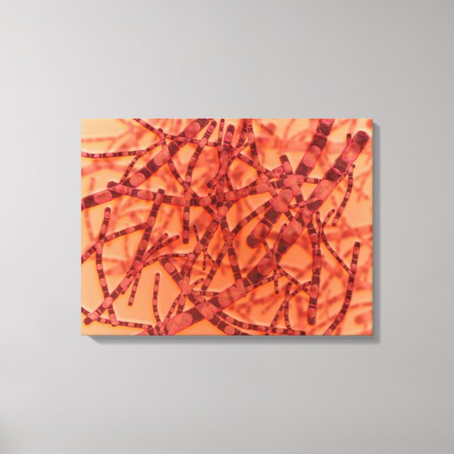 Microscopic View Of Anthrax 3 Canvas Print (Front)