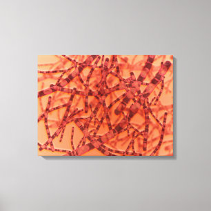 Microscopic View Of Anthrax 3 Canvas Print