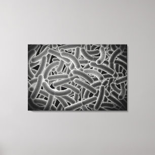 Microscopic View Of Bacilli Bacteria Canvas Print