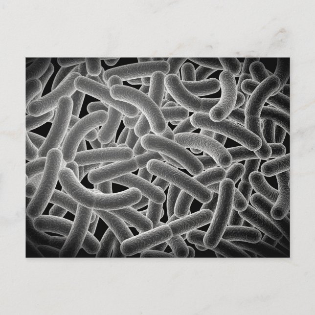 Microscopic View Of Bacilli Bacteria Postcard (Front)