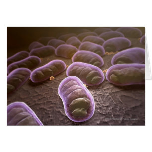 Microscopic view of bacteria