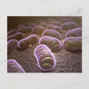 Microscopic view of bacteria postcard