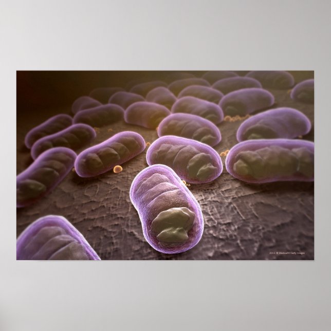 Microscopic view of bacteria poster (Front)