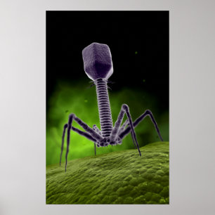 Microscopic View Of Bacteriophage Poster