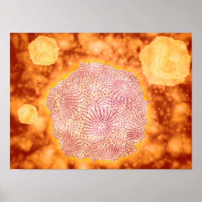 Microscopic View Of Canine Parvovirus 1 Poster (Front)