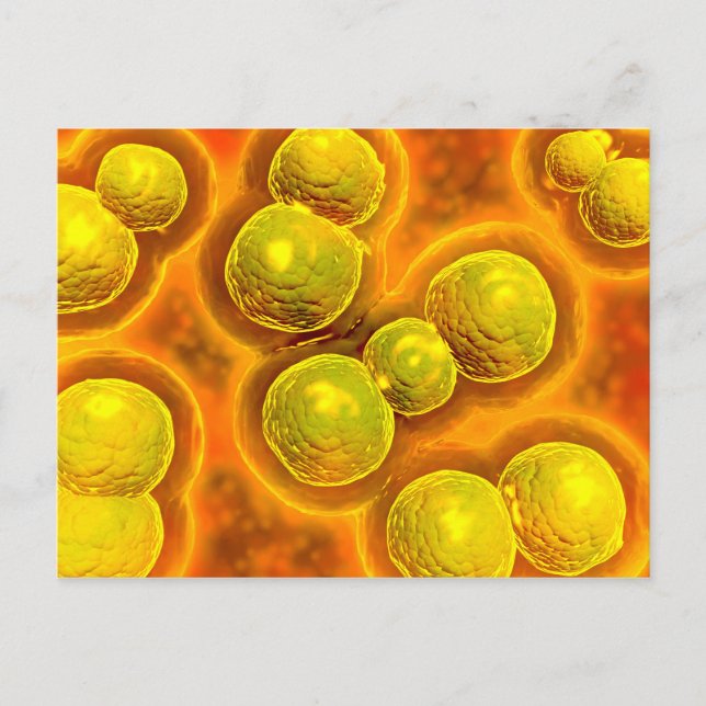 Microscopic View Of Chlamydia Postcard (Front)