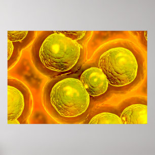 Microscopic View Of Chlamydia Poster