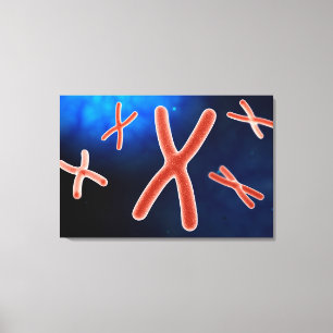 Microscopic View Of Chromosome 1 Canvas Print