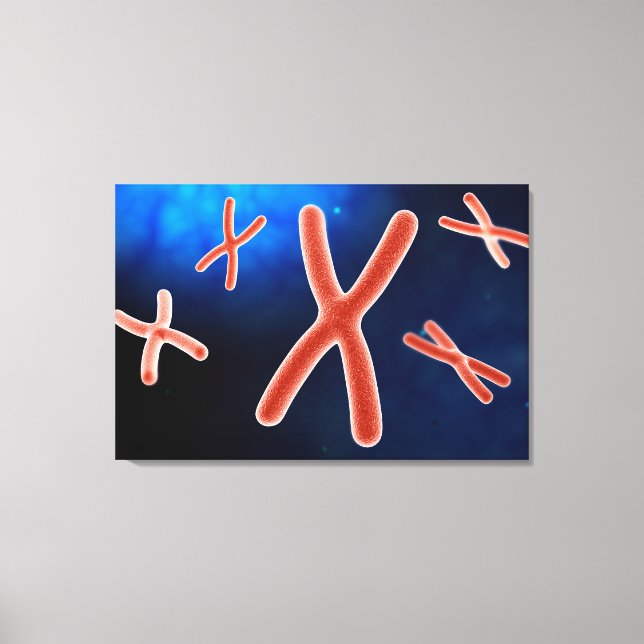 Microscopic View Of Chromosome 1 Canvas Print (Front)