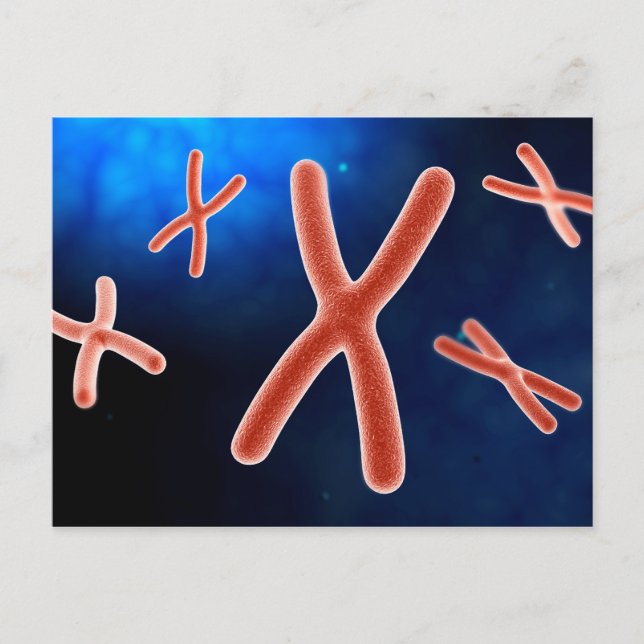 Microscopic View Of Chromosome 1 Postcard (Front)
