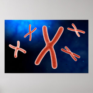 Microscopic View Of Chromosome 1 Poster