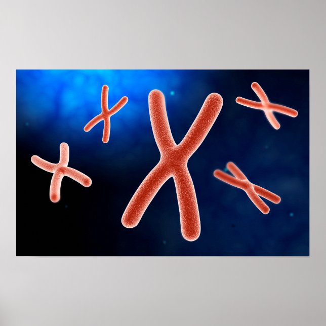 Microscopic View Of Chromosome 1 Poster (Front)