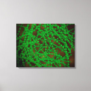 Microscopic View Of Cocci Bacterium Canvas Print