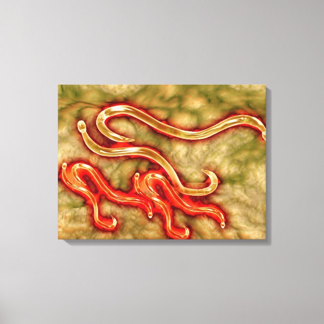 Microscopic View Of Hookworm 1 Canvas Print (Front)