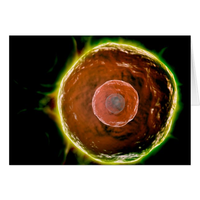 Microscopic View Of Human B-Cells 2 (Front Horizontal)