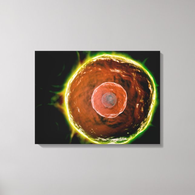 Microscopic View Of Human B-Cells 2 Canvas Print (Front)
