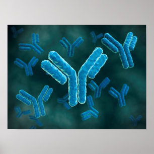 Microscopic View Of Immunoglobulin G Molecules. Poster