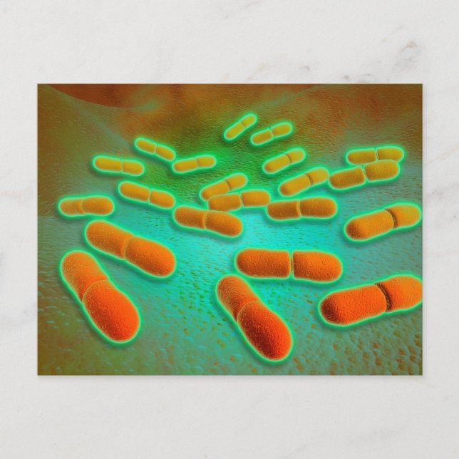 Microscopic View Of Listeria Monocytogenes 3 Postcard (Front)