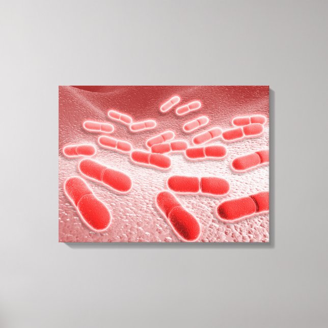 Microscopic View Of Listeria Monocytogenes 4 Canvas Print (Front)