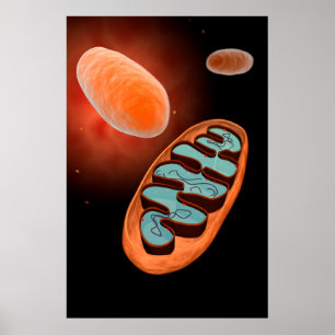 Microscopic View Of Mitochondria 1 Poster