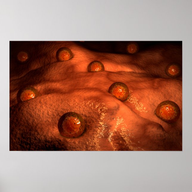 Microscopic View Of Ovules Poster (Front)