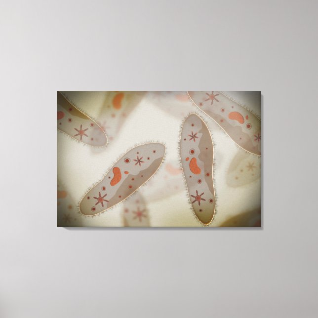 Microscopic View Of Paramecium 1 Canvas Print (Front)