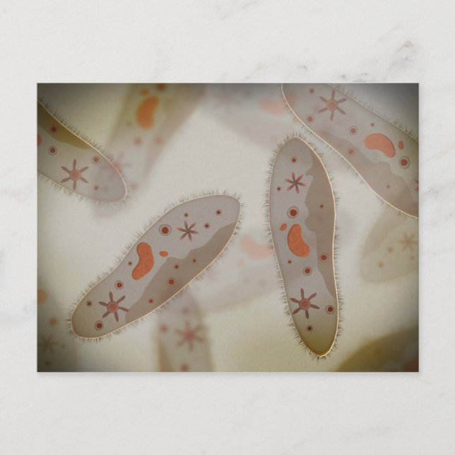Microscopic View Of Paramecium 1 Postcard (Front)