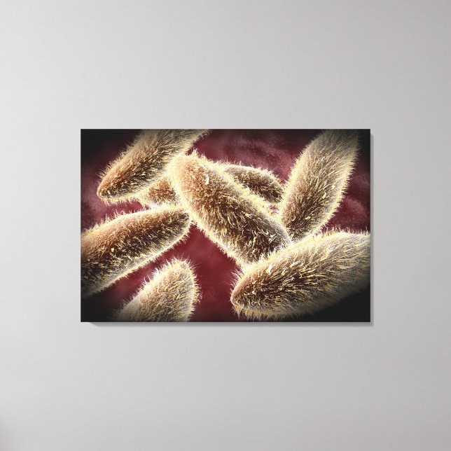 Microscopic View Of Paramecium 2 Canvas Print (Front)