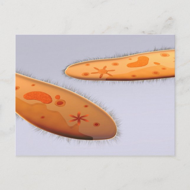 Microscopic View Of Paramecium 4 Postcard (Front)