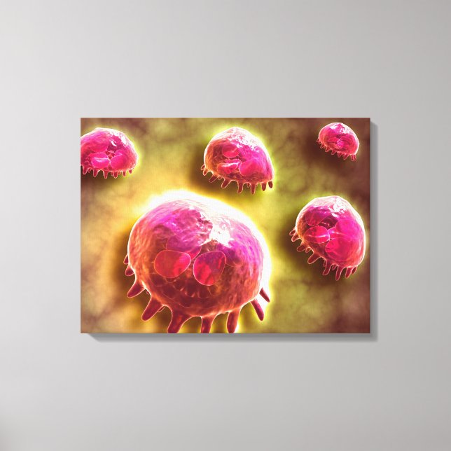 Microscopic View Of Phagocytic Macrophages 2 Canvas Print (Front)