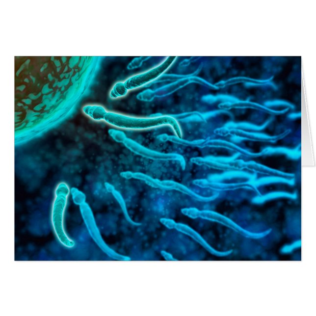 Microscopic View Of Sperm Swimming Towards Egg 1 (Front Horizontal)