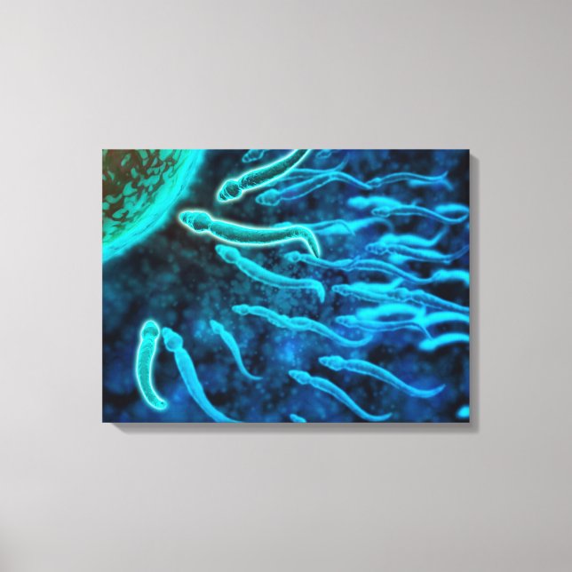Microscopic View Of Sperm Swimming Towards Egg 1 Canvas Print (Front)
