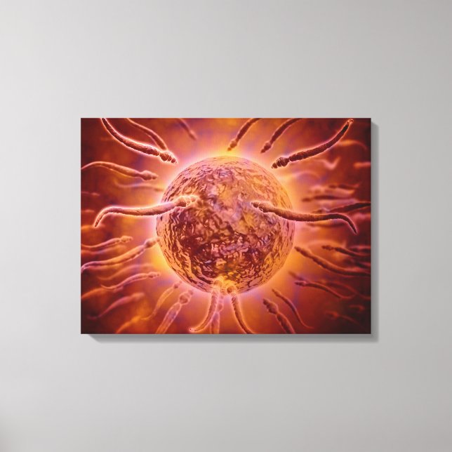 Microscopic View Of Sperm Swimming Towards Egg 2 Canvas Print (Front)