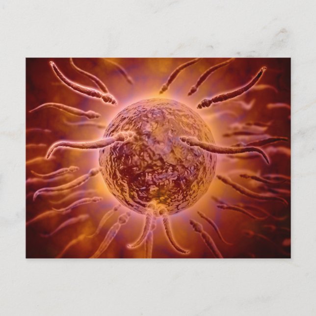 Microscopic View Of Sperm Swimming Towards Egg 2 Postcard (Front)