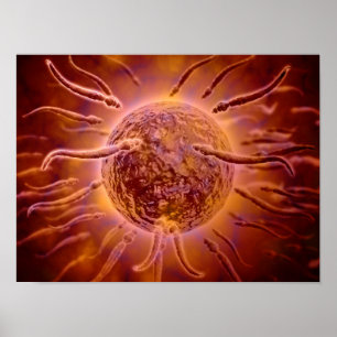 Microscopic View Of Sperm Swimming Towards Egg 2 Poster