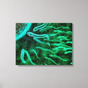 Microscopic View Of Sperm Swimming Towards Egg 3 Canvas Print