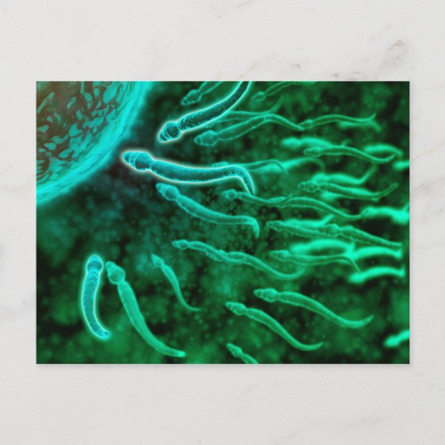 Microscopic View Of Sperm Swimming Towards Egg 3 Postcard (Front)