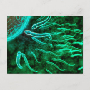 Microscopic View Of Sperm Swimming Towards Egg 3 Postcard